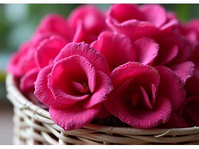 Pétales de roses de Bulgarie fraîchement cueillis d'une couleur rosée vibrante.